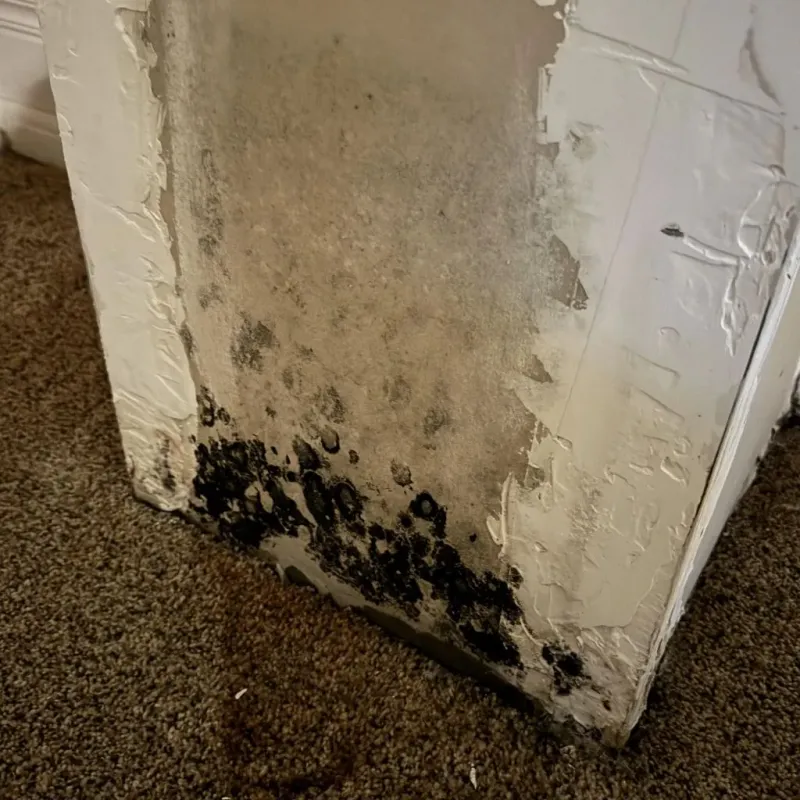 Professional Mold Removal in Wickliffe, OH